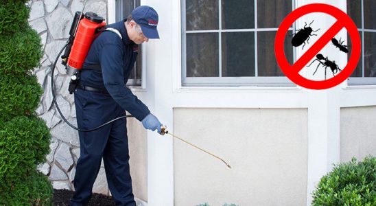 Düzce Kene İlaçlama böcek ilaçlama ve haşere kontrolü — ilaclama-tr.com